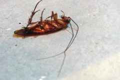 白蚁防治中心:蟑螂防治知识
