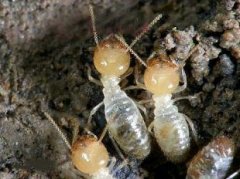 常见白蚁种类与如何防治白蚁?