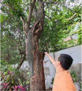 福州白蚁防治中心提醒:福州一小区内,“碗口粗”树枝一推就掉！